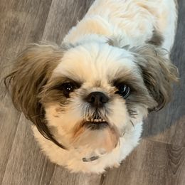 Scarlet - Shih Tzu
