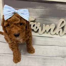 Kisses - Red  female Goldendoodle puppy in Bradenton, Florida from Christianna’s Mini Goldendoodles