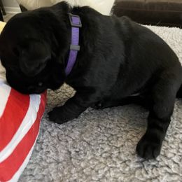Peace (Purple collar) - Black female Labrador Retriever puppy in Grand Saline, Texas from Castle Hills Labradors