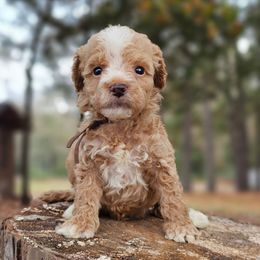 Mouse - Apricot male Goldendoodle puppy in Pittsburg, Texas from Grace Springs Goldendoodles