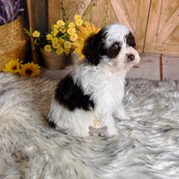 Memphis - Parti male Schnoodle puppy in Macks Creek, Missouri from Fluffy Buttz