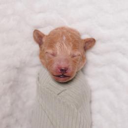 White Collar - Apricot male Poodle puppy in Las Vegas, Nevada from Plush Toy Poodle Puppies & Pals
