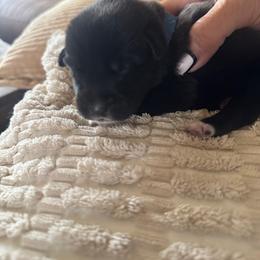 Boy 4 - Black male Anatolian Pyrenees puppy in Clifton, Illinois from Mcginnis Guardian Dogs