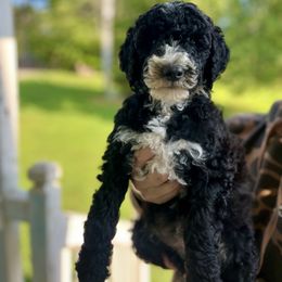 Padme - Black female Goldendoodle puppy in Gastonia, North Carolina from Crowders Creek Doodles