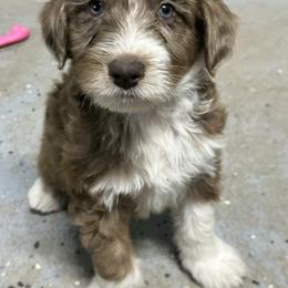 Boy 2 - Brown merle male Aussiedoodle puppy in Hillsboro, Illinois from Perfect Paws Puppies