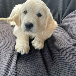 Golden Retriever Puppies from Evergreen Goldens