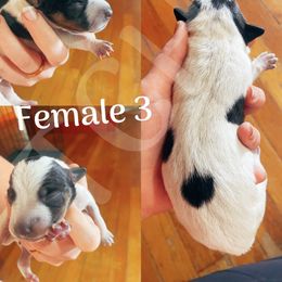 Australian Cattle Dog Puppies from Twisted C Heelers