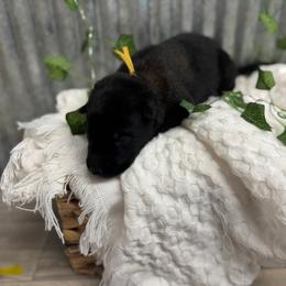 Yellow Collar - Black sable male Belgian Malinois puppy in Muskegon, Michigan from Red Acres Working Line K9s