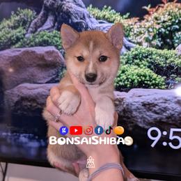 KIMI - Red female Shiba Inu puppy in Minnesota from BonsaiShibas