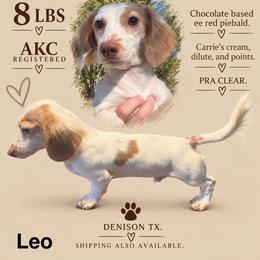 Leo - Dachshund