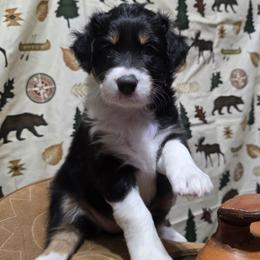 Mimi - Black tri-color female Australian Shepherd puppy in Fort Morgan, Colorado from 4B Ranch & Livestock, LLC