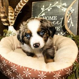 Miniature Australian Shepherd Puppies from Diamond Arrow Aussies