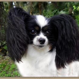 Melody - Papillon