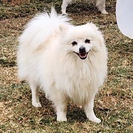 Biscuit - Pomeranian