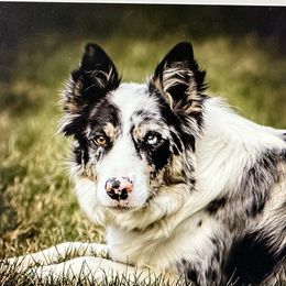 Joy - Border Collie