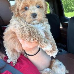 Blue collar ( sangria litter) - Apricot male Maltipoo puppy in Fredericktown, Missouri from Doodle Pups Fur-Ever