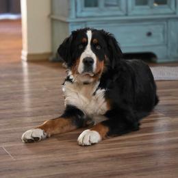 Pearl - Bernese Mountain Dog