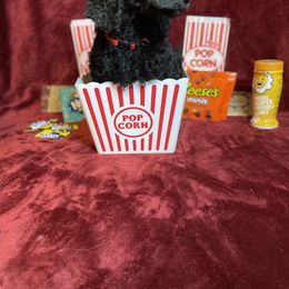 Poodle Puppies from Glory Bound Farm & Kennel