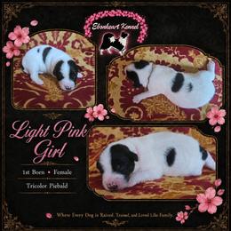 Light Pink Girl - female Sporty Mix puppy in Algona, Iowa from Ebonheart Kennel