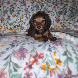 Female 2 - Red female Dachshund puppy in Magnolia, Texas from J&R Macias Dachshunds