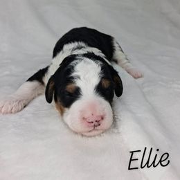 Ellie - Tri-color female Bernedoodle puppy in Eau Claire, Wisconsin from Fisher River Doodle's