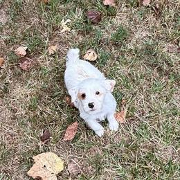 Conrad AKC - Parti male Yorkshire Terrier puppy in Nesbit, Mississippi from Bluff City Yorkies
