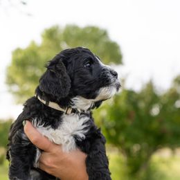 Boy 1 - Black Assorted Doodle Crosses puppy in Nevada from Down Country Doodles
