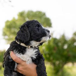 Boy 1 - Black Assorted Doodle Crosses puppy in Nevada from Down Country Doodles