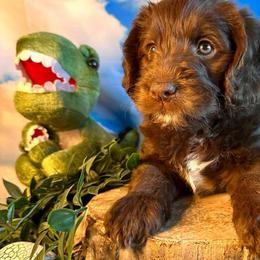 Petrie - Chocolate female Labradoodle puppy in Chelan, Washington from North Cascades Doodles