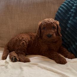 Diesel - Red  male Goldendoodle puppy in Fayetteville, Arkansas from Mountain Grove Doodles