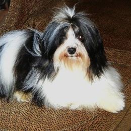 Havanese All Grown Up from Mary Lopez