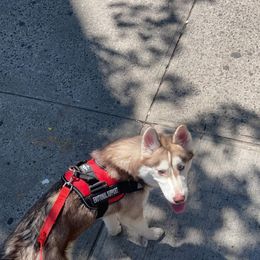 Siberian Husky All Grown Up from Snowangel  Huskies