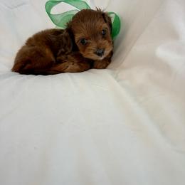 Cavapoo and Maltipoo Puppies from Julie Chandler