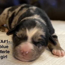 TA1 - Blue merle female Australian Shepherd puppy in Ada, Ohio from Windy Hill Aussies