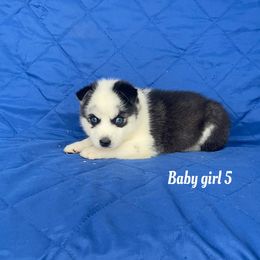 Baby girl 5 - Black and white female Siberian Husky puppy in Ocala, Florida from Florida Husky Puppies