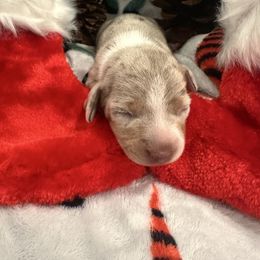 Girl 2 - Dapple female Dachshund puppy in Murrieta, California from DachshyVerse