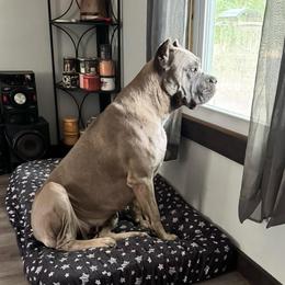 Davina - Cane Corso
