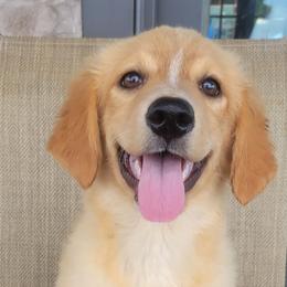 Princess Australian Retriever - Yellow female Australian Shepherd puppy in Limestone, Tennessee from Pilot Hill Teddy Bear Puppies
