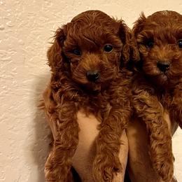 Poodles from PRETTY IN RED POODLES