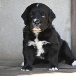 Golden Mountain Dog puppies from Grateful Bernese & Gage's Goldens