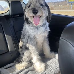 Nala - Aussiedoodle