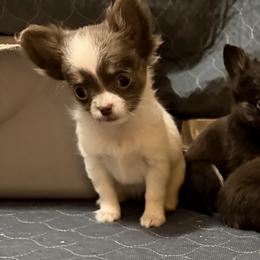Lilac - Chocolate blue female Chihuahua puppy in Williamsburg, Virginia from PAWSitive Cheeky Chihuahuas