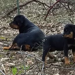 Rottweiler Puppies from Gateway Rottweilers