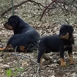 Rottweiler Puppies from Gateway Rottweilers