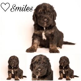 Double Doodle, Goldendoodle, and Sheepadoodle Puppies from Shaw Spring's Canines