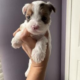 Milo - Parti male Yorkshire Terrier puppy in Fredericksburg, Virginia from VA Exclusive Yorkies