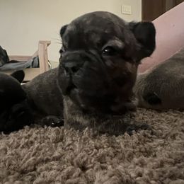 Gold collar - French Bulldog puppy in Derby, Kansas from Staci Tosh's French Bulldogs