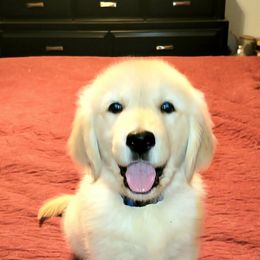 Cavalier King Charles Spaniel and Golden Retriever Puppies from Country Goldens and Mountain Top Cavaliers