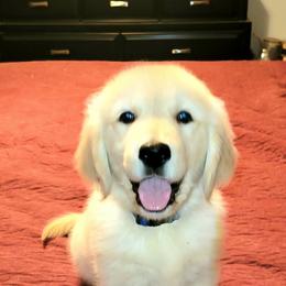 Cavalier King Charles Spaniel and Golden Retriever Puppies from Country Goldens and Mountain Top Cavaliers