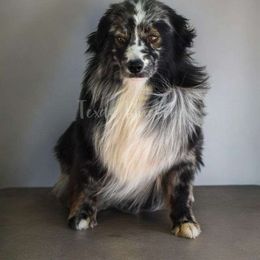 Patron - Miniature Australian Shepherd